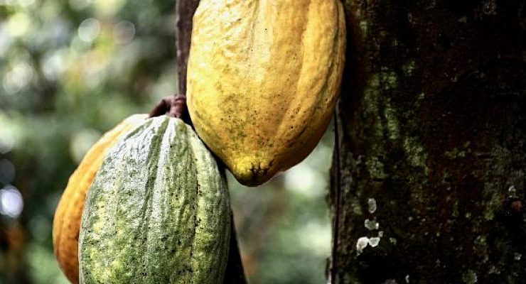 Barry Callebaut “Forever Chocolate” ilerleme raporunun sonuçlarını açıkladı