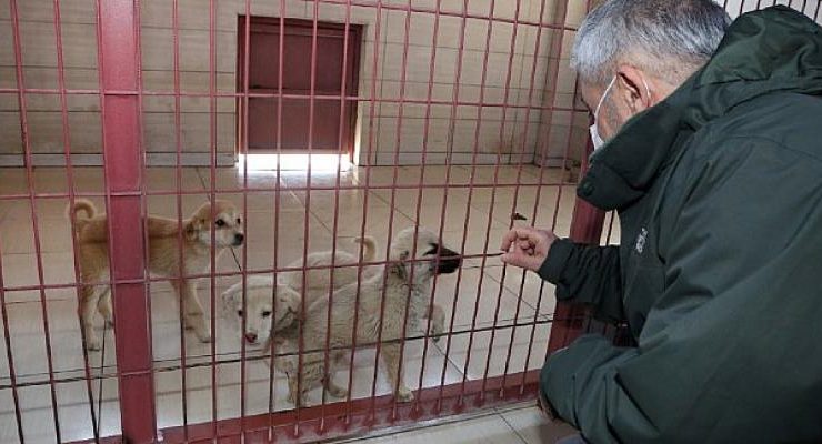 Elazığ Belediyesi Geçici Hayvan Bakımevi Rehabilitasyon Merkezi Ziyarete Açılıyor