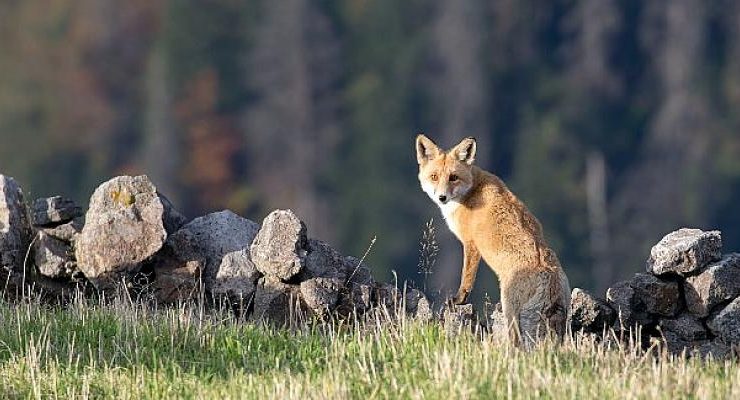 Hayvanların ölüm fermanına karşı dava