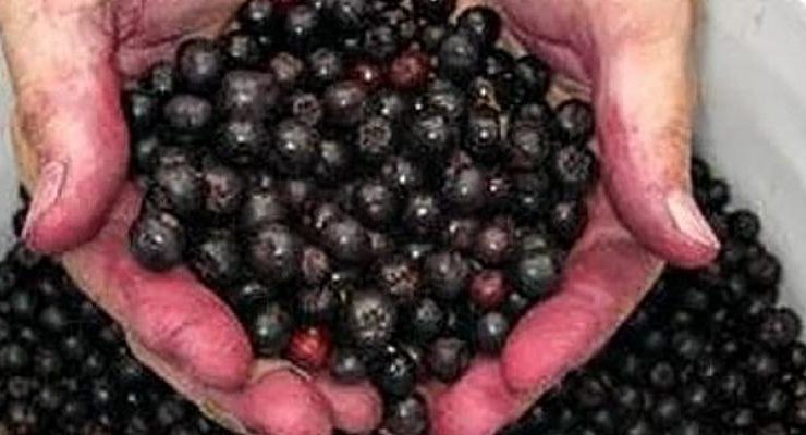 Tarım engel tanımadı: Çanakkale’den dünyaya aronya ihraç ediyor