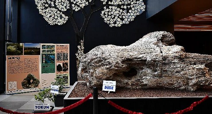 Türkiye’nin en büyük fosil ağacı Beylikdüzü’nde