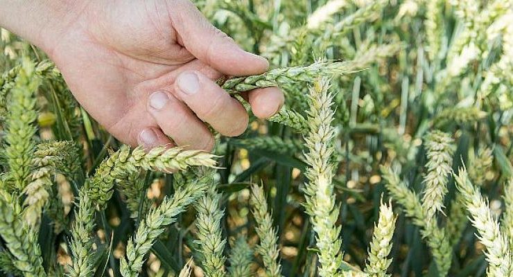 Variano EC 400 Sürdürülebilir Buğday Tarımına Destek Oluyor