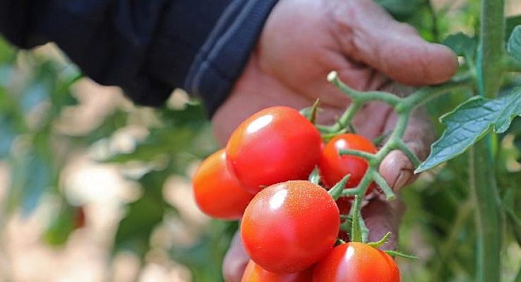Büyükşehir domates güvesine ‘ışık tuzak’ kurdu