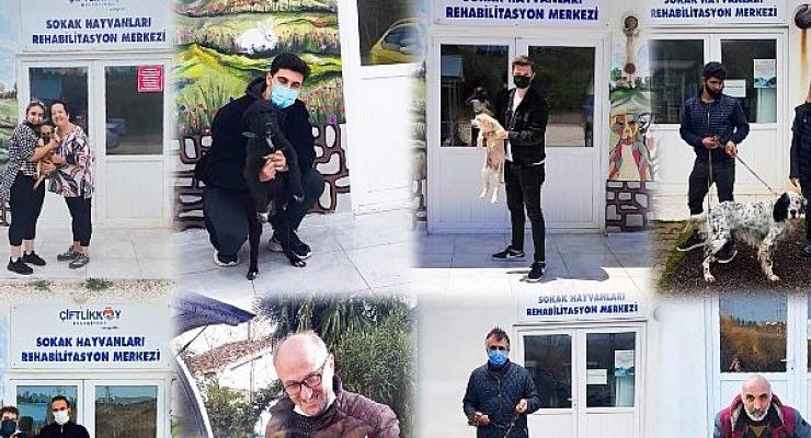 Çiftlikköy’de 2021 Yılında 62 Sokak Hayvanı Sahiplendirildi
