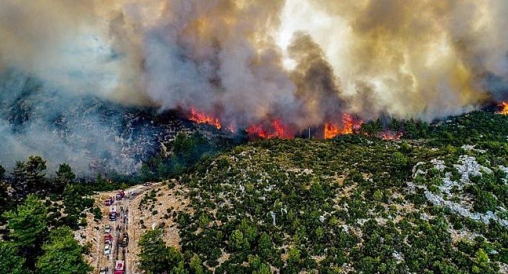 Dünya Orman Günü’nde 50 Kurumdan Ortak Açıklama: Ormanları Koruyacak Yeni Bir Orman Kanunu Gerekli
