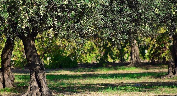 En değerli maden “zeytin”
