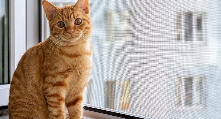 Sineklik Talep Artışındaki Büyük Rol Kedilerin
