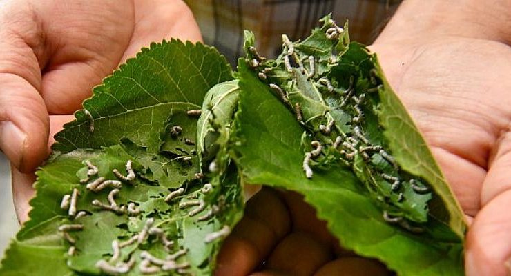 Bursa İpeği Mustafakemalpaşa’da Kozalarından Doğuyor