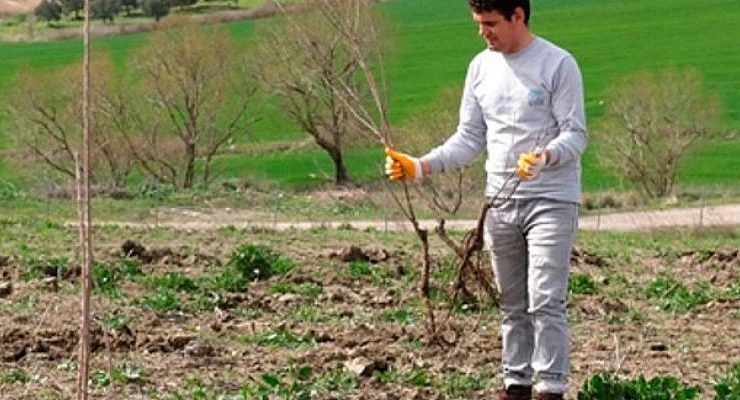 Ekoçiftlik meyve fidanlarıyla donatıldı