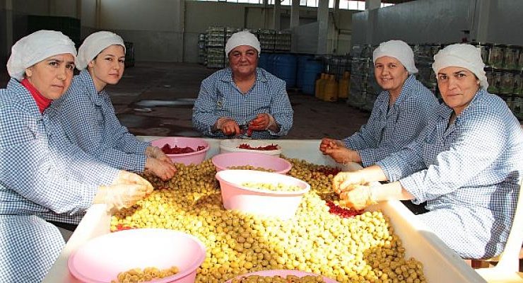 Sofralık zeytin ihracatı 100 bin tona koşuyor