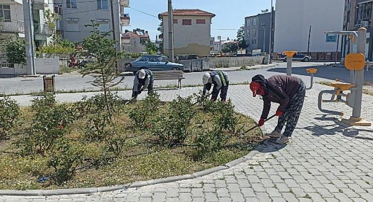 Yabani Otlar Temizleniyor