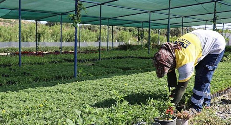 Didim Belediyesi’nin Binbir Renkli Çiçekleri Kenti Süsleyecek