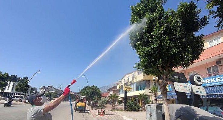 Kemer’deki Ağaçlar Zararlı Böceklere Karşı İlaçlanıyor