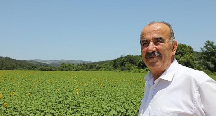 Mudanya Belediyesi’nin Ayçiçekleri Hasada Hazırlanıyor