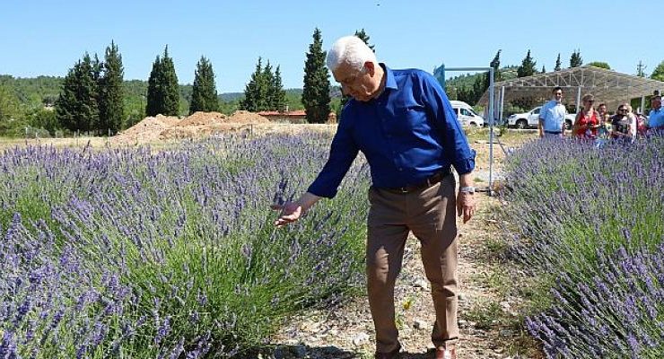 Muğla Büyükşehir’in Lavanta Şenliği başlıyor