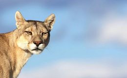 Gezegenimizin ve Canlıların Mücadelesine Işık Tutan Yapımlar Ağustos’ta BBC Earth Ekranlarında