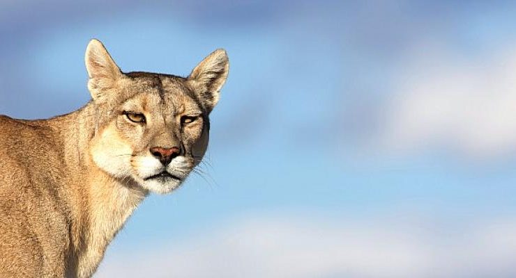 Gezegenimizin ve Canlıların Mücadelesine Işık Tutan Yapımlar Ağustos’ta BBC Earth Ekranlarında