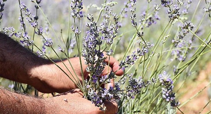 Harran Üniversitesinden Verimsiz Toprakları Verimli Hale Getirme Çalışması