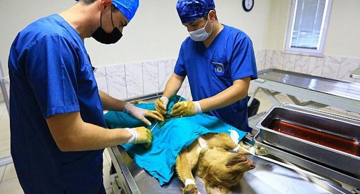 Muğla Büyükşehir Belediyesi 26 Bin 529 Hayvanı Tedavi Etti