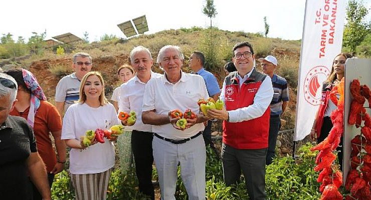 Lavanta Bahçelerinde Hasat Coşkusu