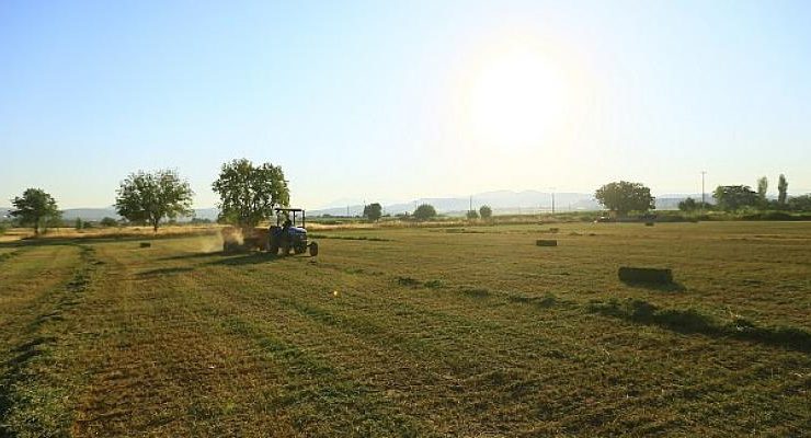 Muğla Büyükşehirden Üreticiye Ücretsiz Hayvan Yemi