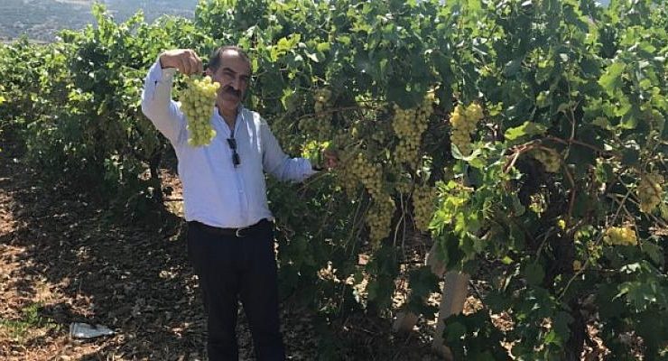 Osmanlı saray mutfağının gözdesi Çekirdeksiz Sultani Üzümün ihracat yolculuğu başlıyor
