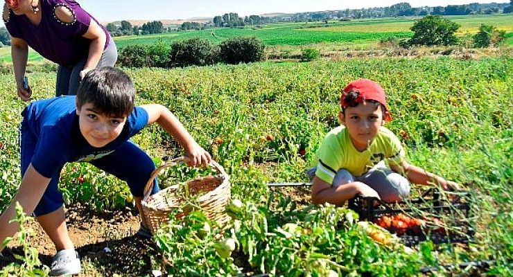 Tekirdağ Karaiğdemir Mahallesinde ‘’Fideler Bizden Hasat Sizden’’ Domates Hasadı Etkinliği Gerçekleştirildi