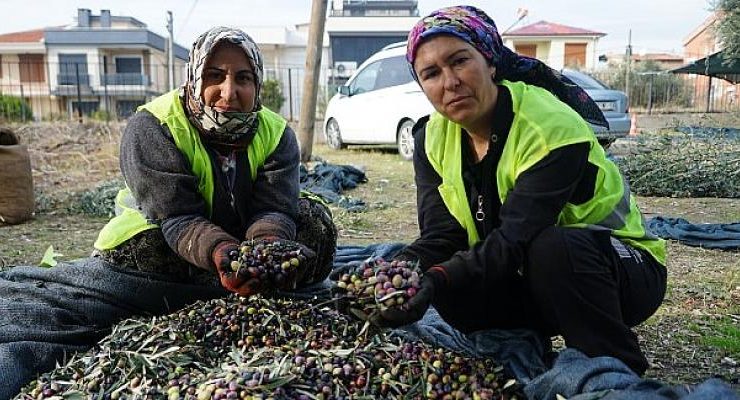 Edremit Belediyesi’nin Zeytinleri Hasat Ediliyor
