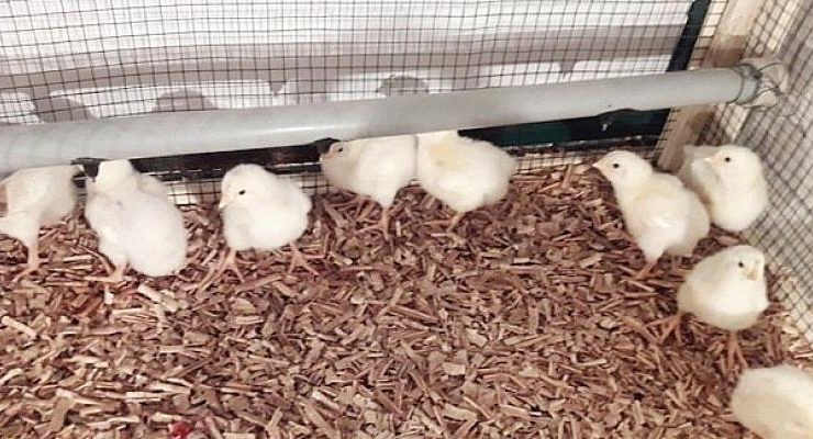 Harran Üniversitesi, Kanatlı Hayvanların Şanlıurfa sıcaklık şartlarında Verimini Arttıran Projeyi Hayata Geçiriyor