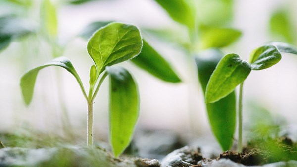 Karbondioksit açısından varlıklı bir ortam, bitkilerin gelişimini nasıl tesirler?