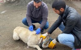 Kuduz alarmı verildi, köy karantinada
