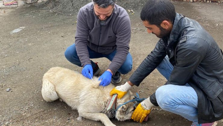 Kuduz alarmı verildi, köy karantinada