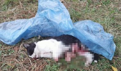 Sitede katil var! 5 ayda 4 kedisi vahşice öldürüldü