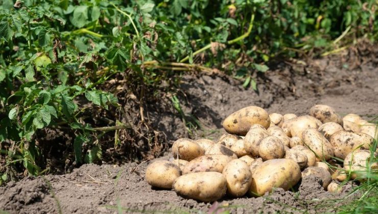 TİGEM tohumluk patates üretimi için arazi kiraya verecek