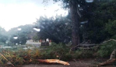 Ulusal Park müdürü ağaç kesti, vazifeden alındı