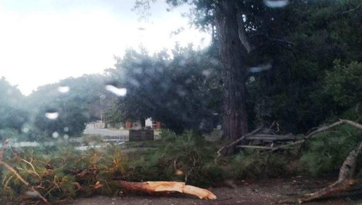Ulusal Park müdürü ağaç kesti, vazifeden alındı