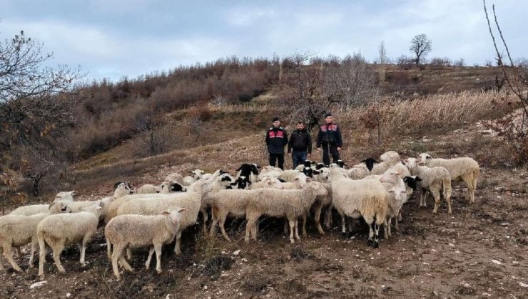 Aydın’da siste kaybolan koyunlar 7 gün sonra İzmir’de bulundu