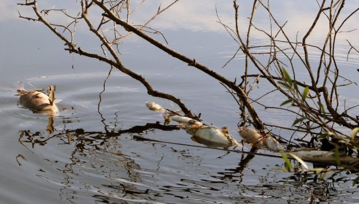 Ceyhan Nehri’ndeki balık vefatları araştırılıyor