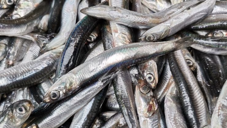 Karadeniz’de ‘hamsi avı yasaklansın’ daveti