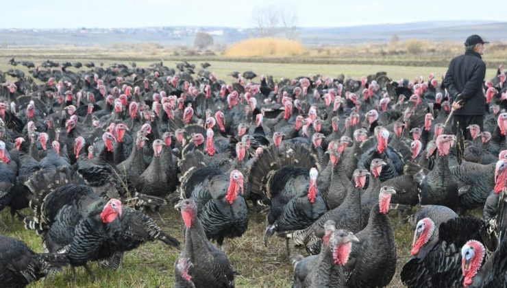 Yılbaşı hindisine yüzde 100 artırım