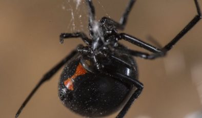 Zehirlenme hadiselerinde karadul örümceği tesiri