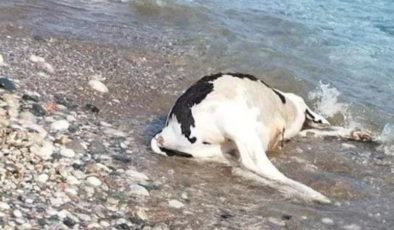 Marmaris’te kıyıya vurmuş meyyit inek sürüsü şaşkınlık yarattı