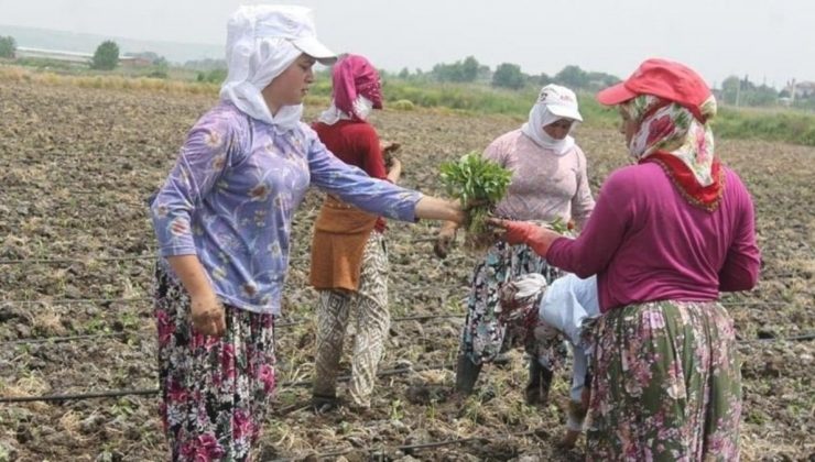 TÜİK tarım emekçilerinin günlük fiyatlarını açıkladı