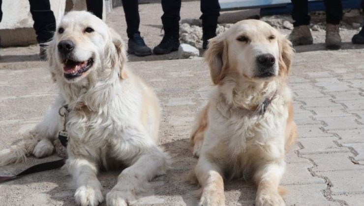 Enkazdan 8 kişinin kurtarılmasını sağladılar: İşte Köpük ve Poyraz