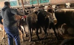 Kaçak getirilen hayvanları kesip, etlerini sahibine verdiler