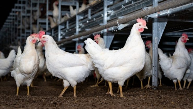 Kuş gribi döndü, kanatlı hayvanlar karantinaya alındı