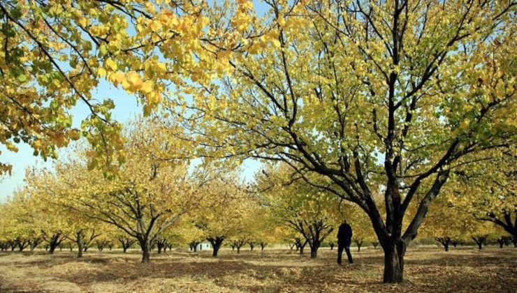 Malatya’da erken çiçek açan kayısı ağaçlarında don riski