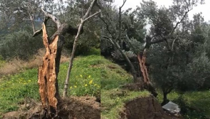 Zelzelede ikiye bölünen zeytin ağacının nedeni fay değilmiş