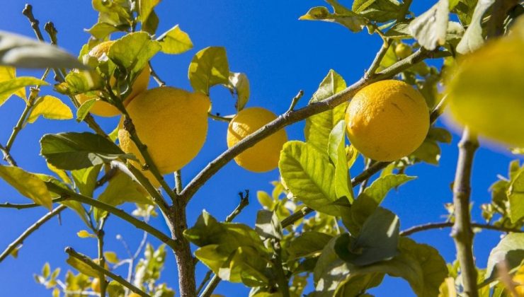 Adanalı çiftçiler isyan etti: Doğalı varken neden asitten limon sosuna müsaade veriyorsunuz