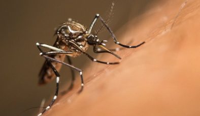Bilim insanlarından sivrisineklerin salyalarıyla ilgili ihtar